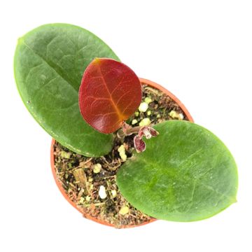Hoya australis