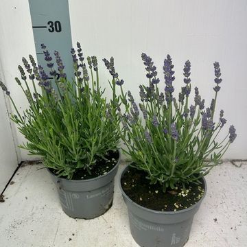 Lavandula angustifolia NOT NORMAL