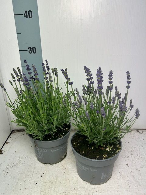 Lavandula angustifolia NOT NORMAL