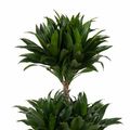 Dracaena fragrans 'Compacta'