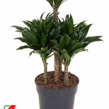 Dracaena fragrans 'Compacta'