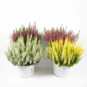 Calluna vulgaris BEAUTY LADIES MIX