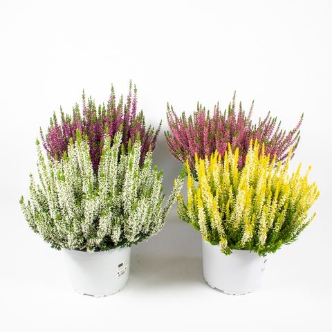 Calluna vulgaris BEAUTY LADIES MIX