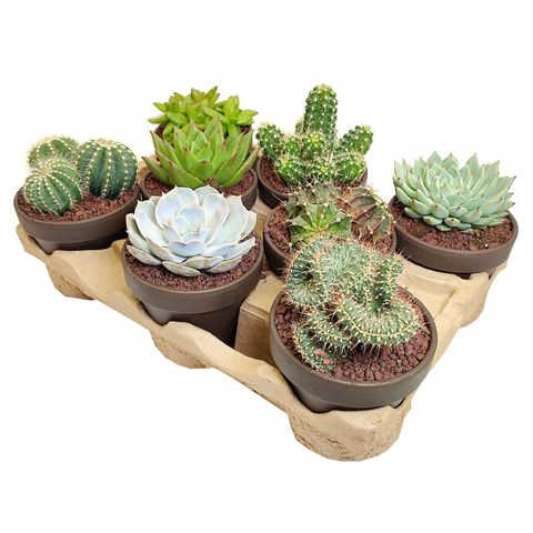 Cactus MIX — Plant Wholesale FlorAccess