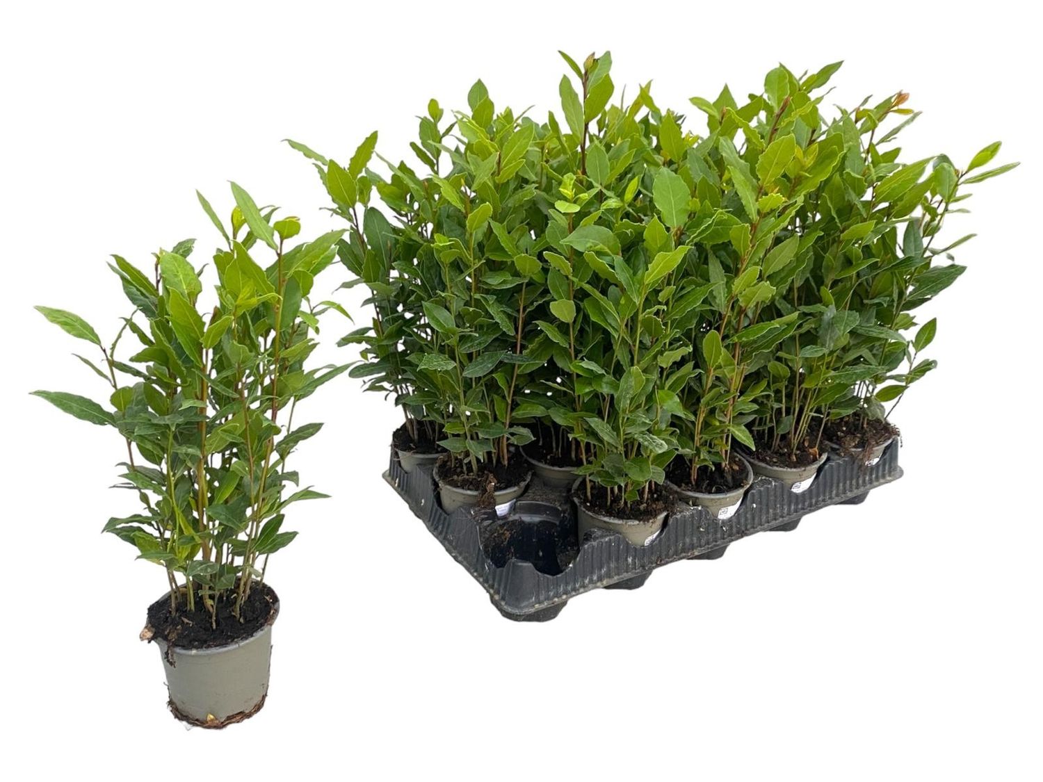 Vip Laurus Laurus nobilis — Toptan Bitki Satışı FlorAccess