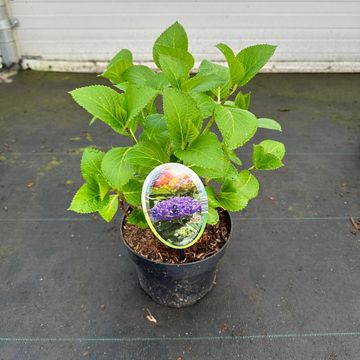 Hydrangea macrophylla 'Renate Steiniger'