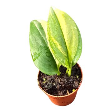 Scindapsus treubii 'Aurea'