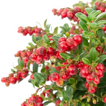 Vaccinium vitis-idaea 'Red Candy'