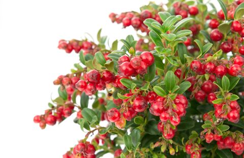 Vaccinium vitis-idaea 'Red Candy'