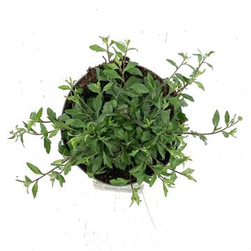 Erigeron karvinskianus