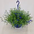 Lobelia erinus SWEET SPRINGS DARK BLUE