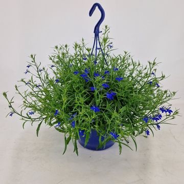 Lobelia erinus SWEET SPRINGS DARK BLUE