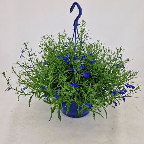 Lobelia erinus SWEET SPRINGS DARK BLUE