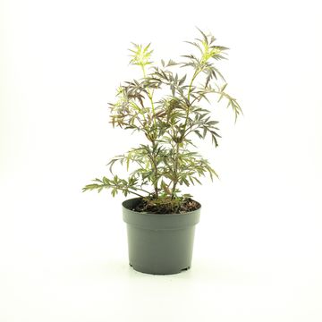 Sambucus nigra BLACK LACE