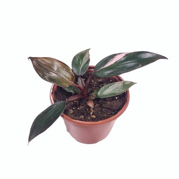 Philodendron 'Pink Princess'