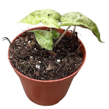 Alocasia 'Polly Yellow Variegata'