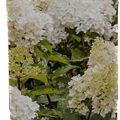Hydrangea paniculata 'Phantom'
