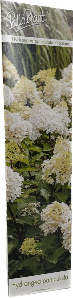 Hydrangea paniculata 'Phantom'