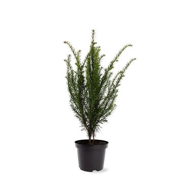 Taxus baccata