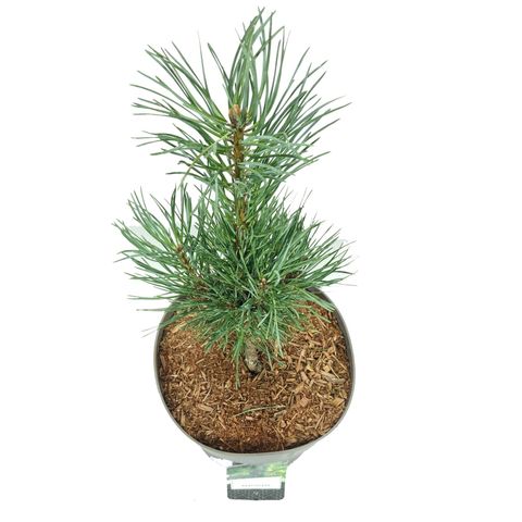 Pinus sylvestris 'Fastigiata'