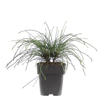 Thuja plicata 'Whipcord'