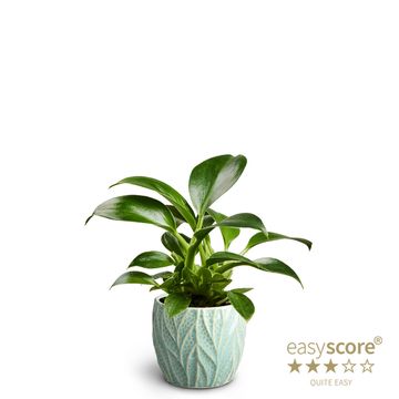 Філодендрон erubescens 'Green Princess'