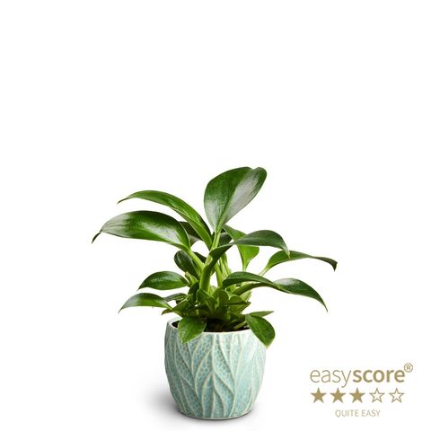 Філодендрон erubescens 'Green Princess'