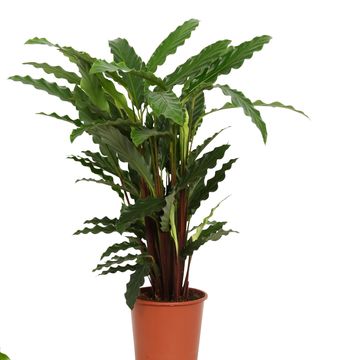 Calathea rufibarba 'Tropistar'