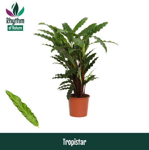Calathea rufibarba 'Tropistar'