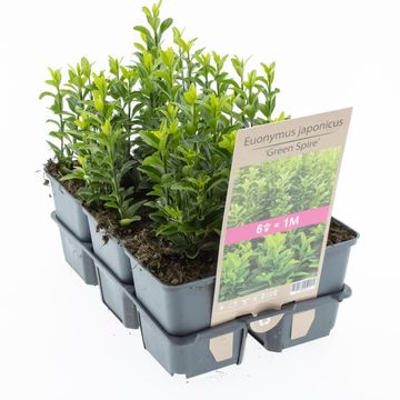 Euonymus japonicus 'Green Spire'