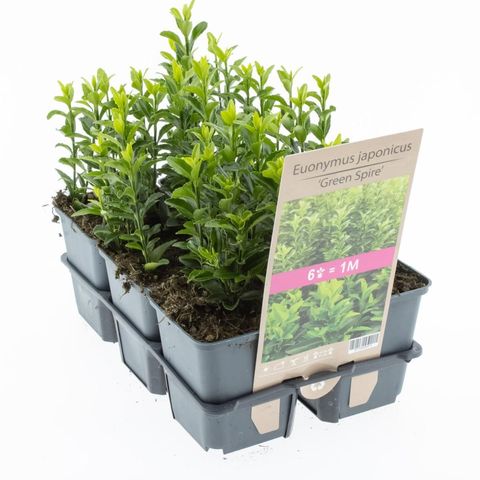 Euonymus japonicus 'Green Spire'