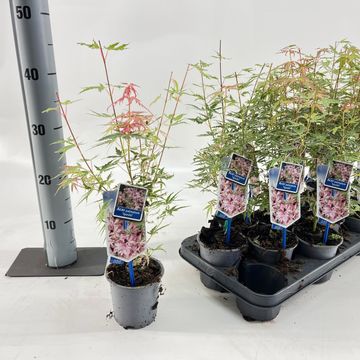 Acer palmatum 'Iyoshi'