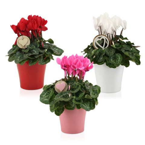 Cyclamen persicum SUPER SERIE S ALLURE MIX