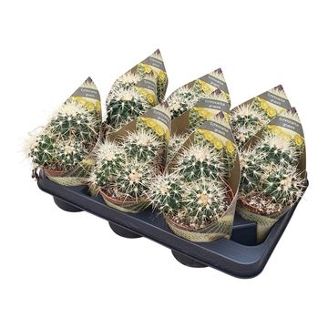 Echinocactus grusonii