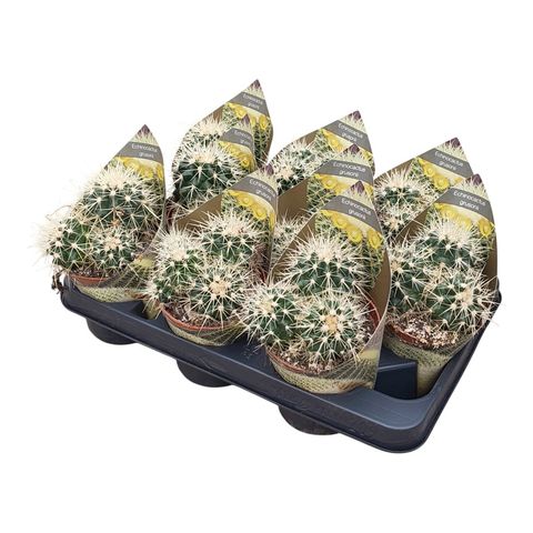 Echinocactus grusonii