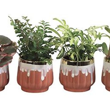 Plantas o interior MIX