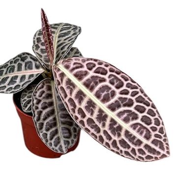 Labisia 'Turtle Back'