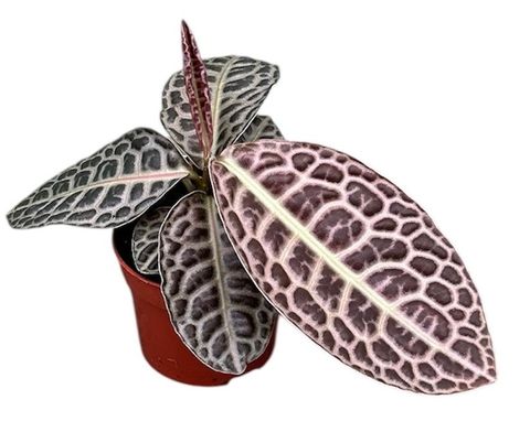 Labisia 'Turtle Back'