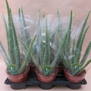 Aloe vera