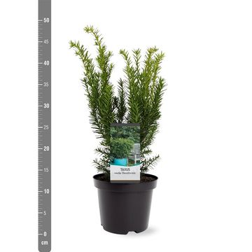 Taxus x media 'Densiformis'