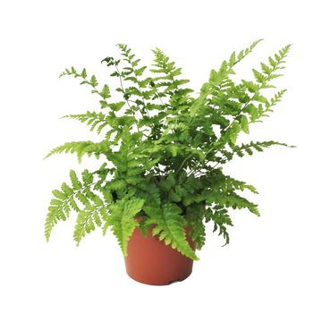 Dryopteris filix-mas