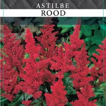 Astilbe ASTARY MIX