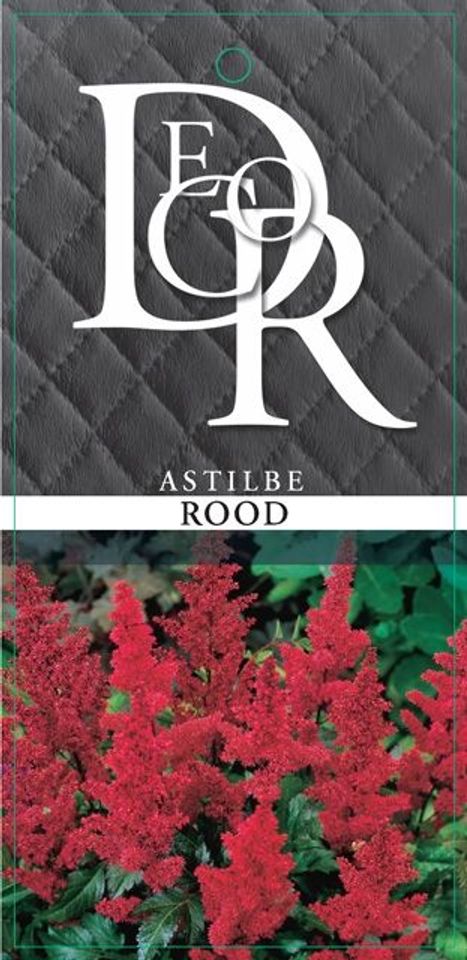 Astilbe ASTARY MIX