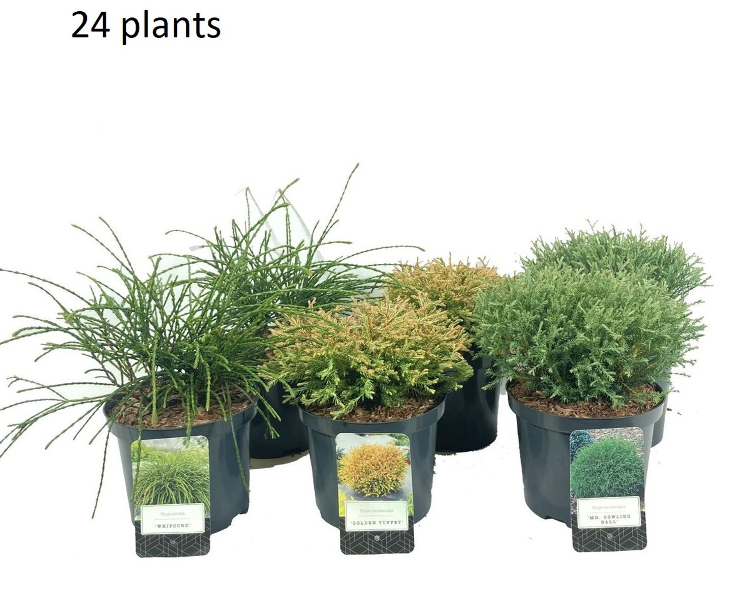 Thuja MIX  Plant Wholesale FlorAccess