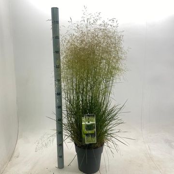 Deschampsia cespitosa 'Tardiflora'