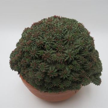 Euphorbia susannae