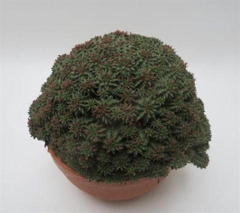 Euphorbia susannae