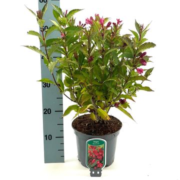Weigela BIG LOVE