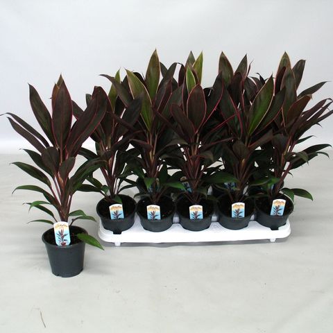 Cordyline fruticosa 'Rumba'