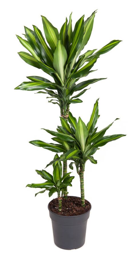 Dracaena fragrans CINTHO — Grossiste en Plantes FlorAccess